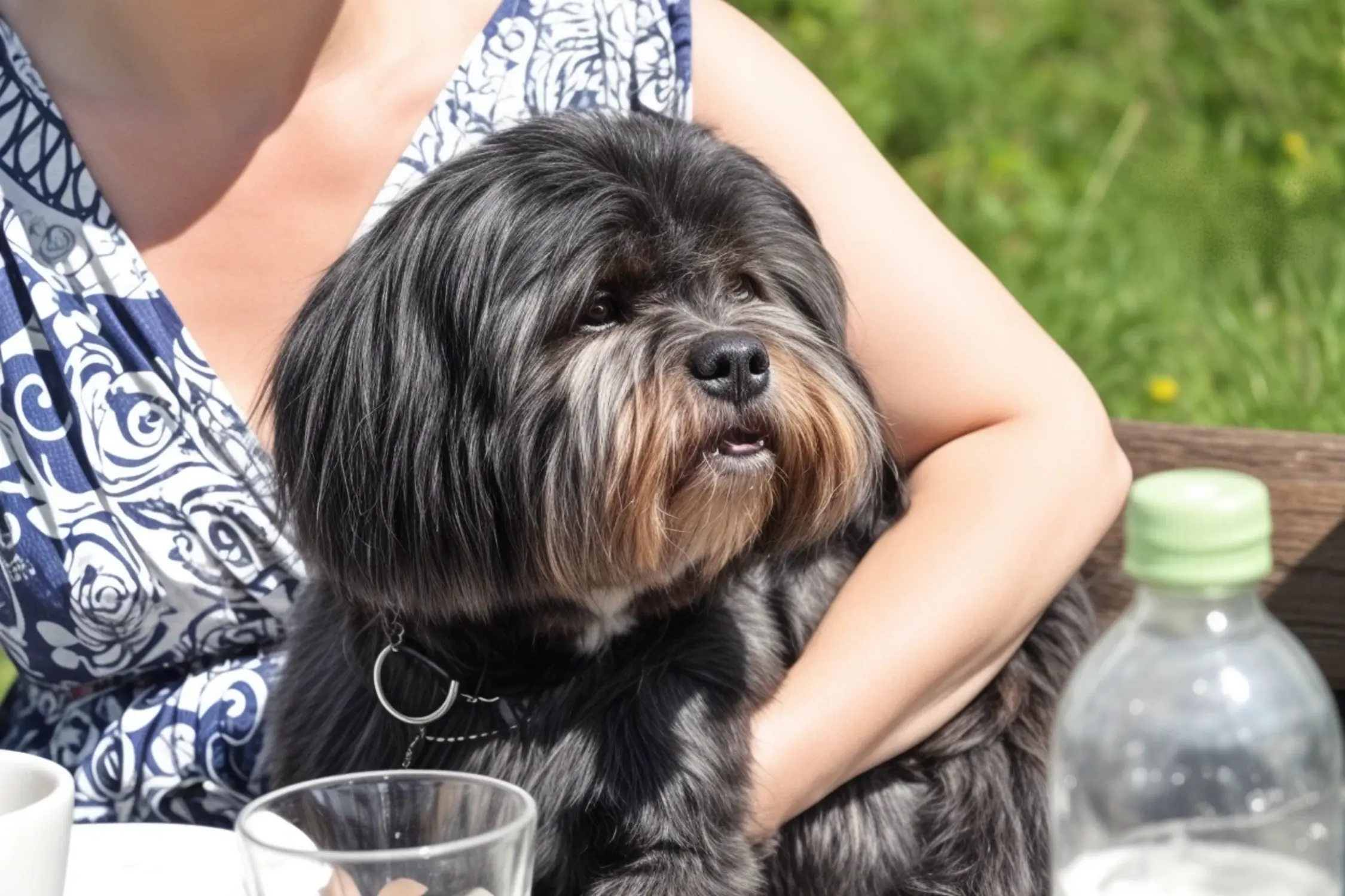 img-shih-tzu-tokens-animal-welfare-1